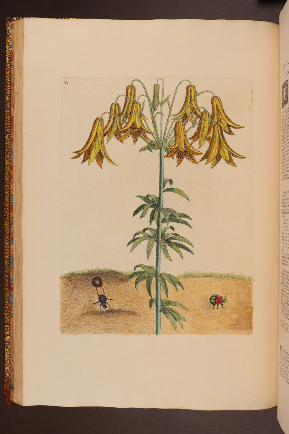 Plate 11